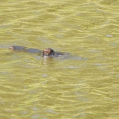 Ornithorhynchus anatinus (Platypus) at Paddys River, ACT - 19 Feb 2017 by Qwerty