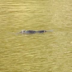 Ornithorhynchus anatinus at Paddys River, ACT - 20 Feb 2017