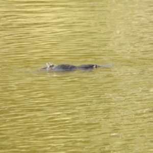 Ornithorhynchus anatinus at Paddys River, ACT - 20 Feb 2017 12:00 AM