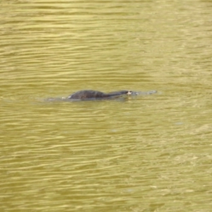 Ornithorhynchus anatinus at Paddys River, ACT - 20 Feb 2017 12:00 AM