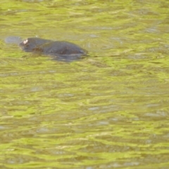 Ornithorhynchus anatinus at Paddys River, ACT - 20 Feb 2017 12:00 AM