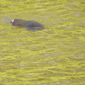 Ornithorhynchus anatinus at Paddys River, ACT - 20 Feb 2017 12:00 AM