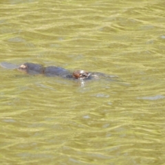 Ornithorhynchus anatinus at Paddys River, ACT - 20 Feb 2017 12:00 AM