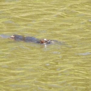 Ornithorhynchus anatinus at Paddys River, ACT - 20 Feb 2017 12:00 AM