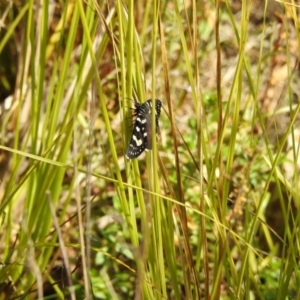 Phalaenoides tristifica at Paddys River, ACT - 20 Feb 2017 12:00 AM