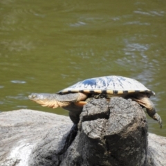 Chelodina longicollis (Eastern Long-necked Turtle) at Tidbinbilla Nature Reserve - 19 Feb 2017 by Qwerty