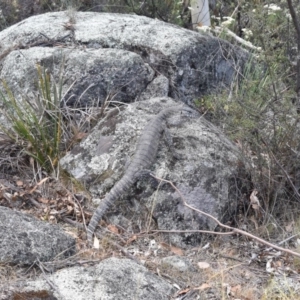 Varanus rosenbergi at Rendezvous Creek, ACT - suppressed