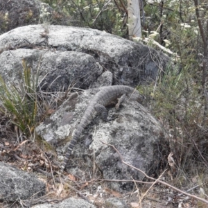 Varanus rosenbergi at Rendezvous Creek, ACT - suppressed