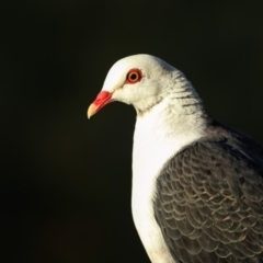 Columba leucomela (White-headed Pigeon) at Merimbula, NSW - 27 Feb 2017 by Leo