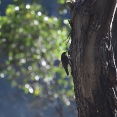 Cormobates leucophaea (White-throated Treecreeper) at Booth, ACT - 27 Jan 2017 by jmcleod