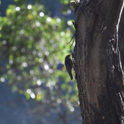 Cormobates leucophaea (White-throated Treecreeper) at Booth, ACT - 27 Jan 2017 by jmcleod