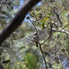 Melithreptus lunatus (White-naped Honeyeater) at Booth, ACT - 27 Jan 2017 by jmcleod