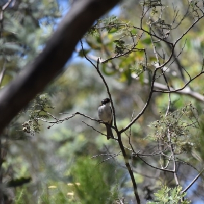 Melithreptus lunatus (White-naped Honeyeater) at Booth, ACT - 27 Jan 2017 by jmcleod