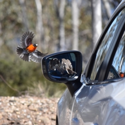 Petroica phoenicea (Flame Robin) at Cotter River, ACT - 15 Oct 2016 by jmcleod