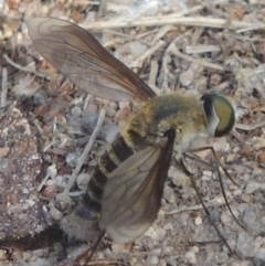 Comptosia sp. (genus) (Unidentified Comptosia bee fly) at Conder, ACT - 27 Feb 2017 by MichaelBedingfield