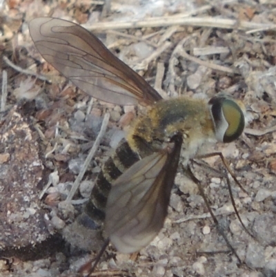 Comptosia sp. (genus) (Unidentified Comptosia bee fly) at Pollinator-friendly garden Conder - 27 Feb 2017 by michaelb