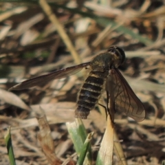 Comptosia sp. (genus) at Conder, ACT - 27 Feb 2017 05:15 PM