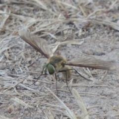 Comptosia sp. (genus) at Conder, ACT - 27 Feb 2017 05:15 PM