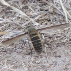 Comptosia sp. (genus) at Conder, ACT - 27 Feb 2017