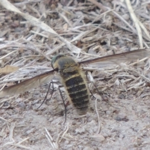 Comptosia (genus) at Conder, ACT - 27 Feb 2017 05:15 PM
