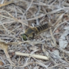 Comptosia (genus) at Conder, ACT - 27 Feb 2017 05:15 PM