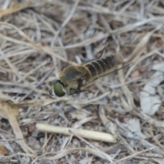 Comptosia sp. (genus) at Conder, ACT - 27 Feb 2017