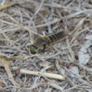 Comptosia (genus) at Conder, ACT - 27 Feb 2017 05:15 PM