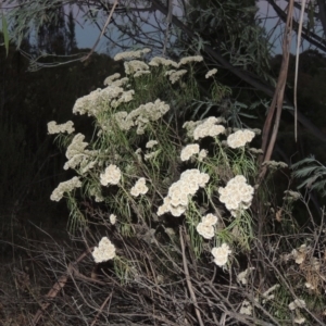 Cassinia longifolia at Greenway, ACT - 22 Feb 2017