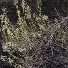 Cassinia quinquefaria (Rosemary Cassinia) at Greenway, ACT - 22 Feb 2017 by MichaelBedingfield