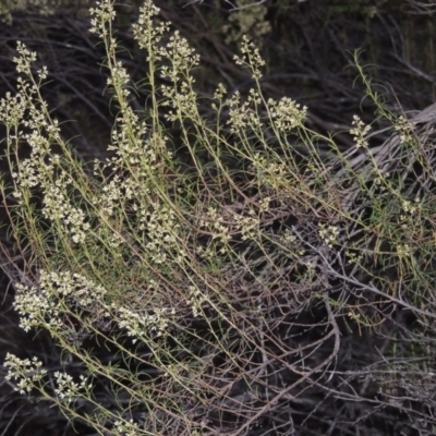 Cassinia quinquefaria (Rosemary Cassinia) at Greenway, ACT - 22 Feb 2017 by MichaelBedingfield