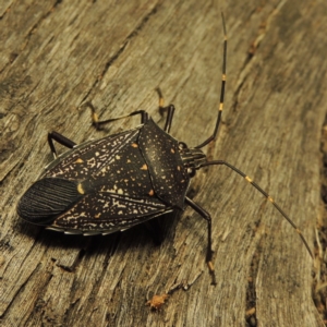 Poecilometis patruelis at Greenway, ACT - 22 Feb 2017