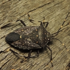 Poecilometis patruelis at Greenway, ACT - 22 Feb 2017