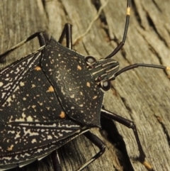 Poecilometis patruelis at Greenway, ACT - 22 Feb 2017