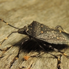 Poecilometis patruelis at Greenway, ACT - 22 Feb 2017 11:46 PM