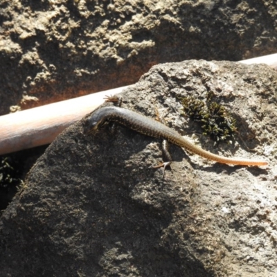 Eulamprus heatwolei (Yellow-bellied Water Skink) at Paddys River, ACT - 19 Feb 2017 by Qwerty