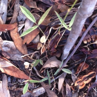 Grona varians (Slender Tick-Trefoil) at Hughes, ACT - 28 Feb 2017 by ruthkerruish