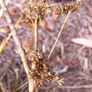 Juncus filicaulis at Hughes, ACT - 1 Mar 2017 09:02 AM