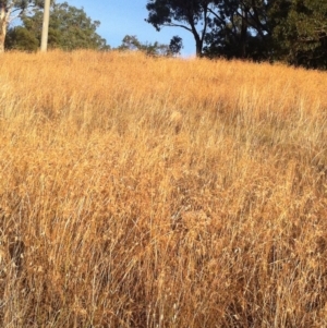 Themeda triandra at Garran, ACT - 1 Mar 2017 08:33 AM