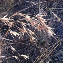 Themeda triandra at Garran, ACT - 1 Mar 2017