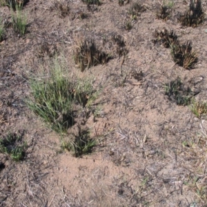 Themeda triandra at Garran, ACT - 1 Mar 2017