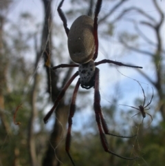 Trichonephila edulis (Golden orb weaver) at Majura, ACT - 27 Feb 2017 by waltraud