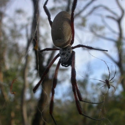 Trichonephila edulis (Golden orb weaver) at Mount Majura - 27 Feb 2017 by waltraud