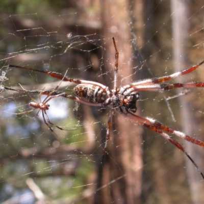 Trichonephila edulis (Golden orb weaver) at Hackett, ACT - 17 Feb 2017 by waltraud