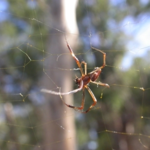 Trichonephila edulis at Hackett, ACT - 17 Feb 2017 09:09 AM