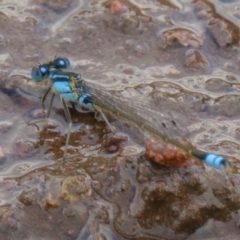 Ischnura heterosticta (Common Bluetail Damselfly) at Goorooyarroo NR (ACT) - 28 Feb 2017 by CedricBear