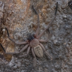 Delena cancerides (Social huntsman spider) at Goorooyarroo NR (ACT) - 1 Mar 2017 by CedricBear