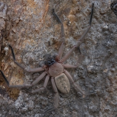 Delena cancerides (Social huntsman spider) at Goorooyarroo NR (ACT) - 28 Feb 2017 by CedricBear