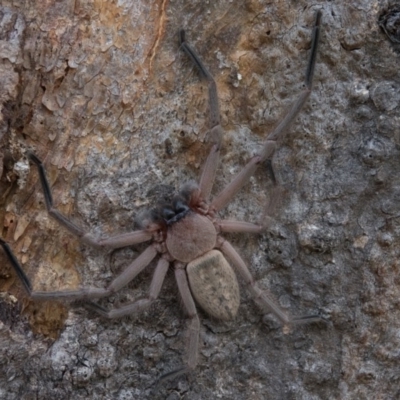 Delena cancerides (Social huntsman spider) at Goorooyarroo NR (ACT) - 1 Mar 2017 by CedricBear