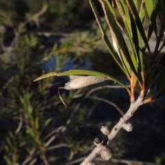 Unidentified at Greenway, ACT - 22 Feb 2017 by michaelb