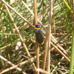 Chauliognathus lugubris (Plague Soldier Beetle) at Jerrabomberra, ACT - 26 Feb 2017 by Mike